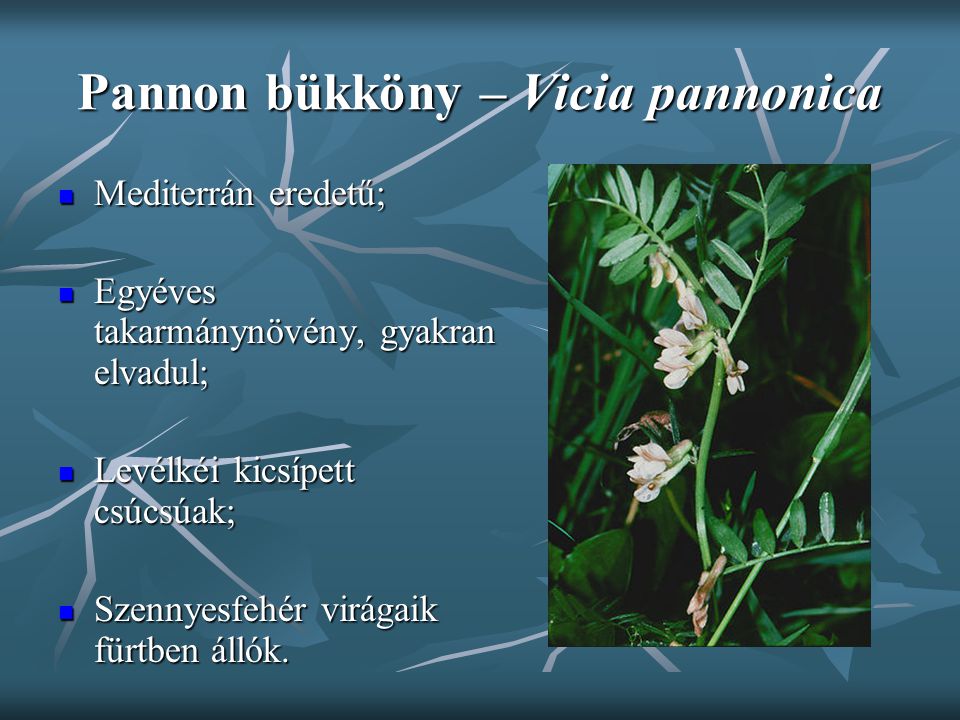 Pannon bükköny – Vicia pannonica