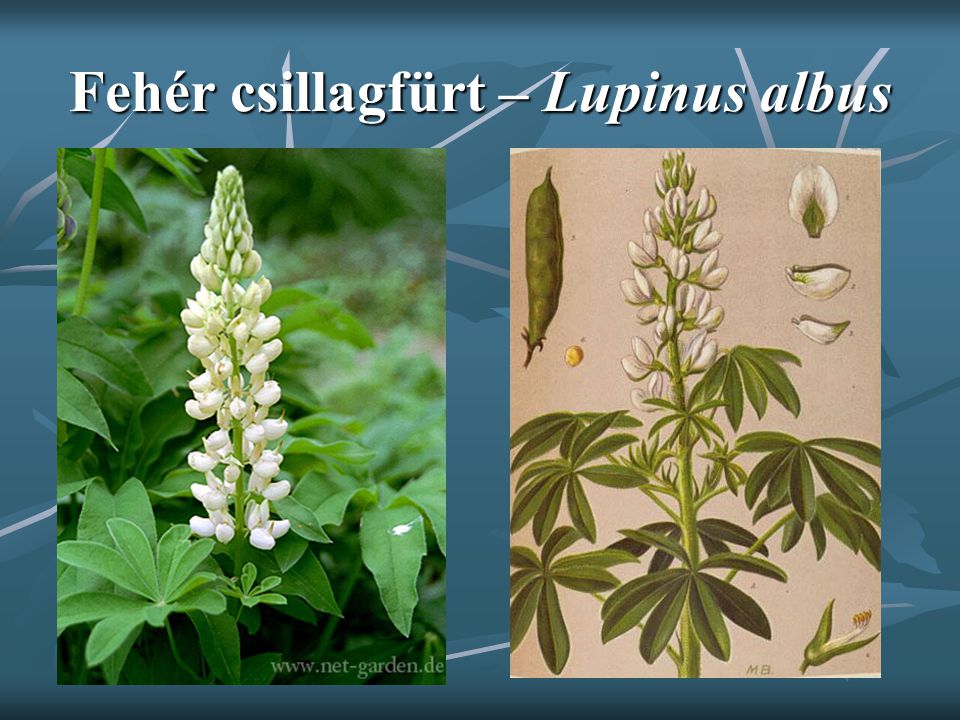 Fehér csillagfürt – Lupinus albus