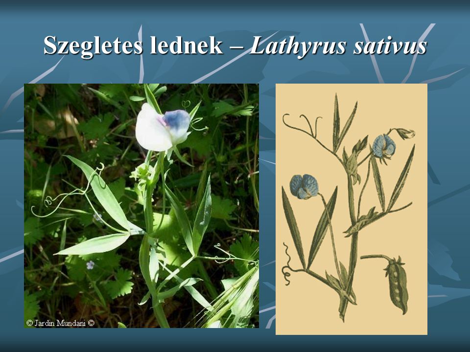 Szegletes lednek – Lathyrus sativus