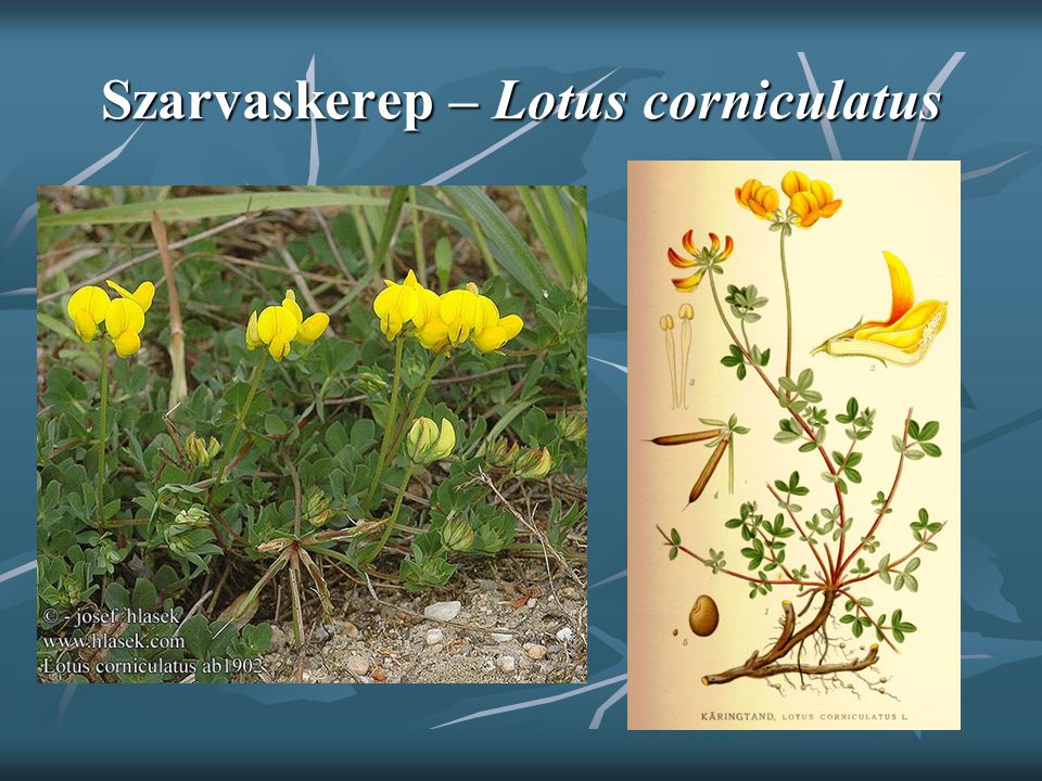 Szarvaskerep – Lotus corniculatus