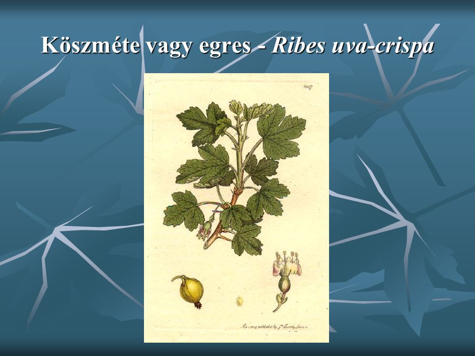 Köszméte vagy egres - Ribes uva-crispa