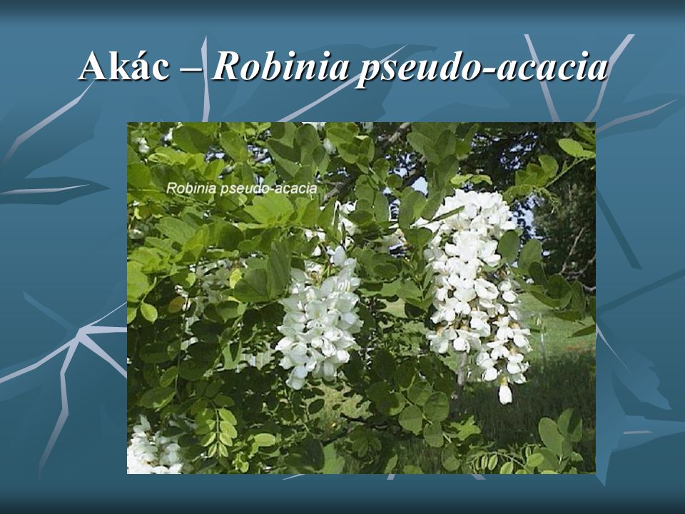 Akác – Robinia pseudo-acacia