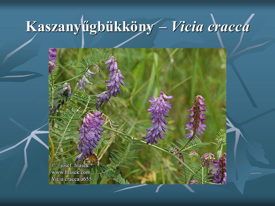 Kaszanyűgbükköny – Vicia cracca