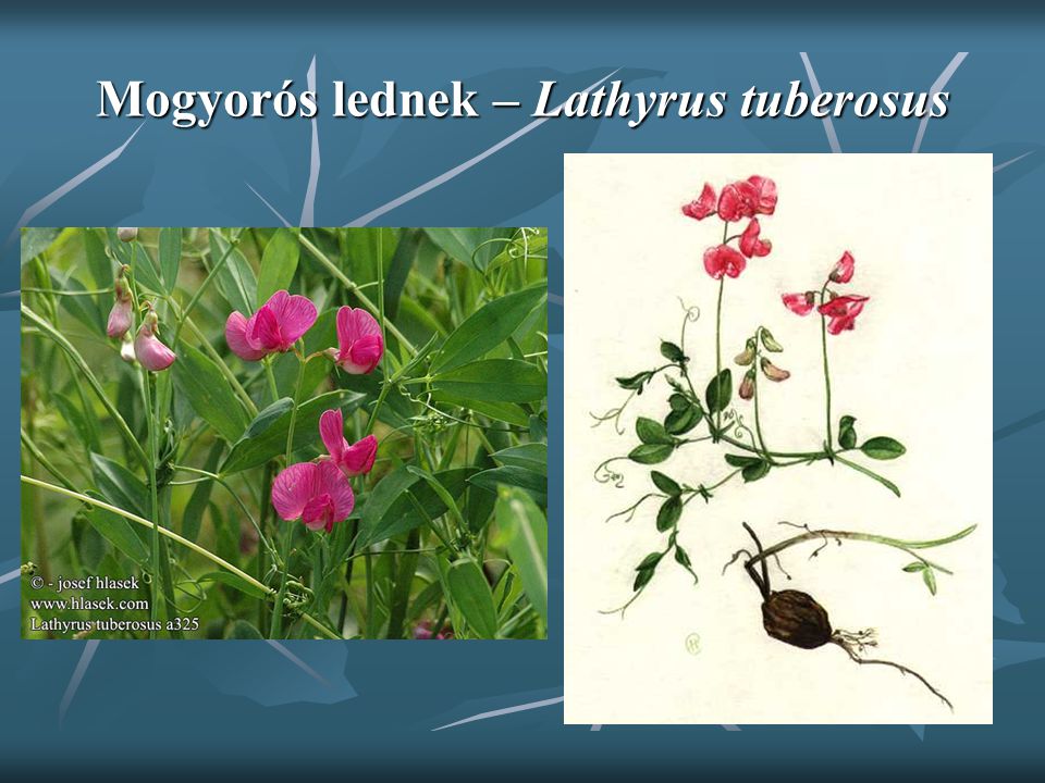 Mogyorós lednek – Lathyrus tuberosus
