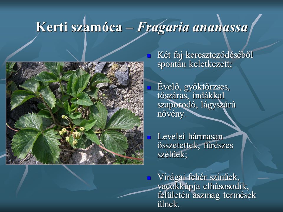 Kerti szamóca – Fragaria ananassa