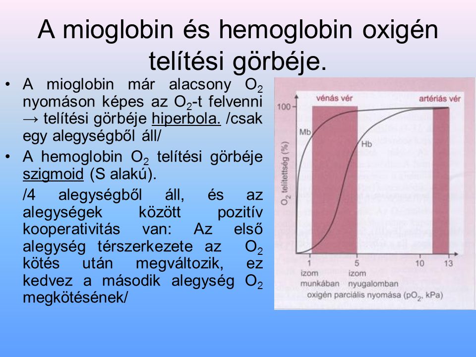 A mioglobin és hemoglobin oxigén telítési görbéje.