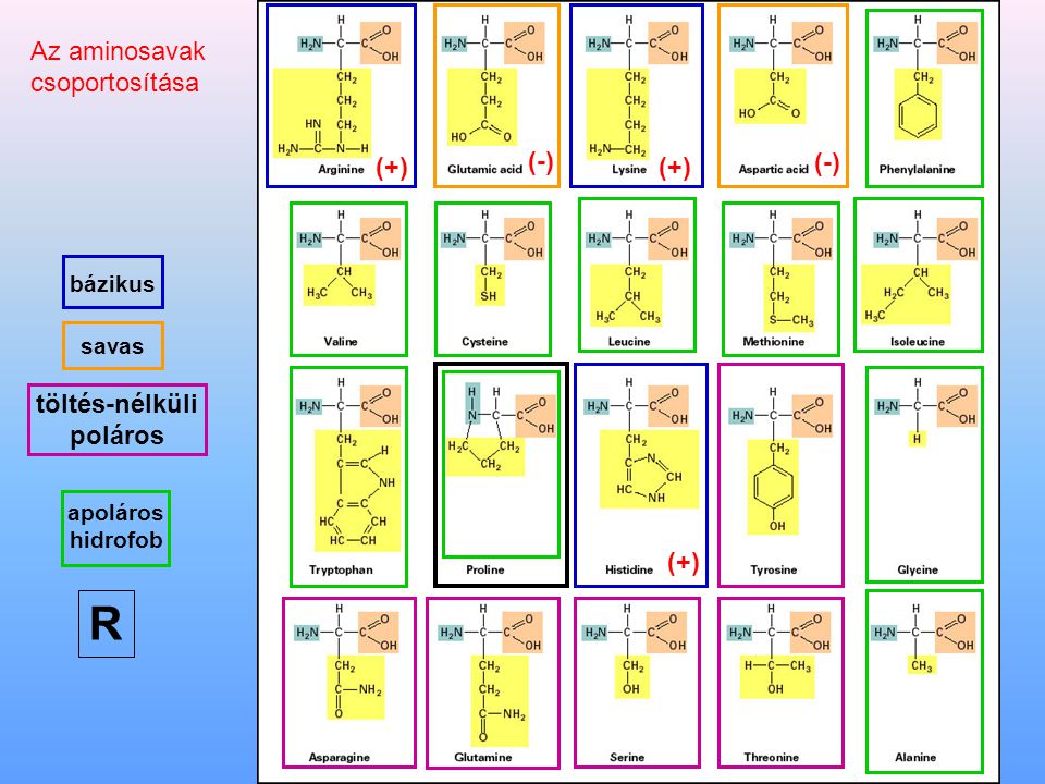 R Az aminosavak csoportosítása (-) (+) töltés-nélküli poláros bázikus