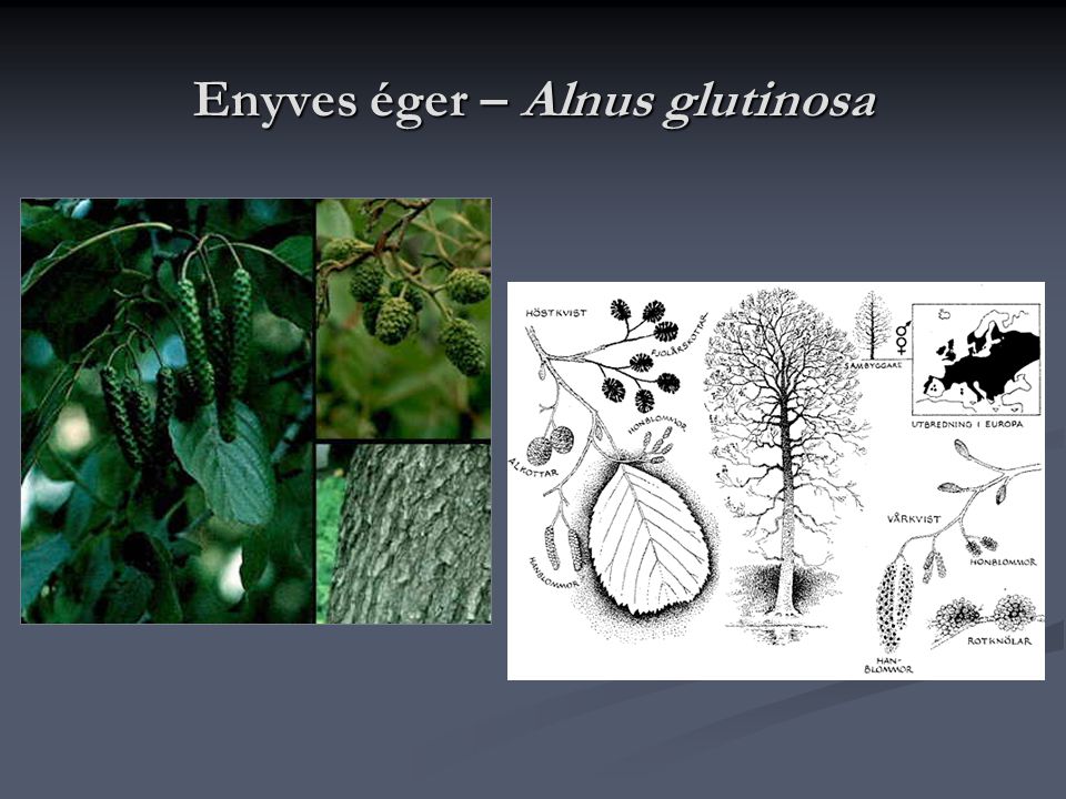 Enyves éger – Alnus glutinosa