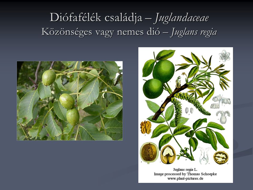 Diófafélék családja – Juglandaceae Közönséges vagy nemes dió – Juglans regia