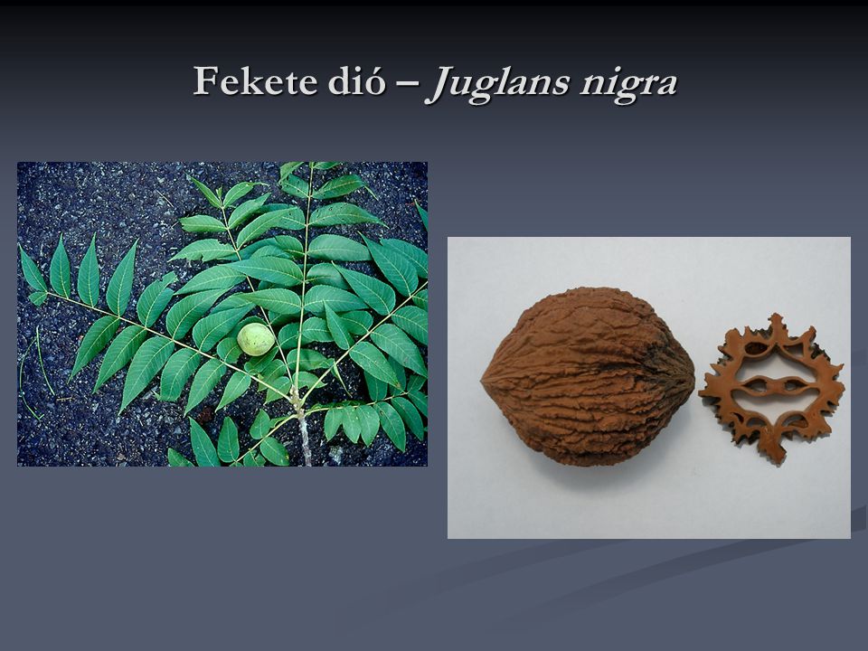 Fekete dió – Juglans nigra