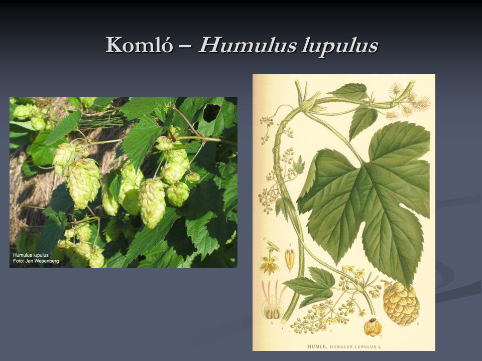 Komló – Humulus lupulus