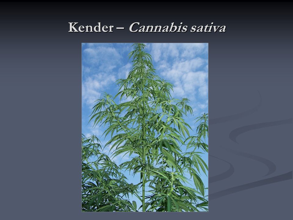 Kender – Cannabis sativa