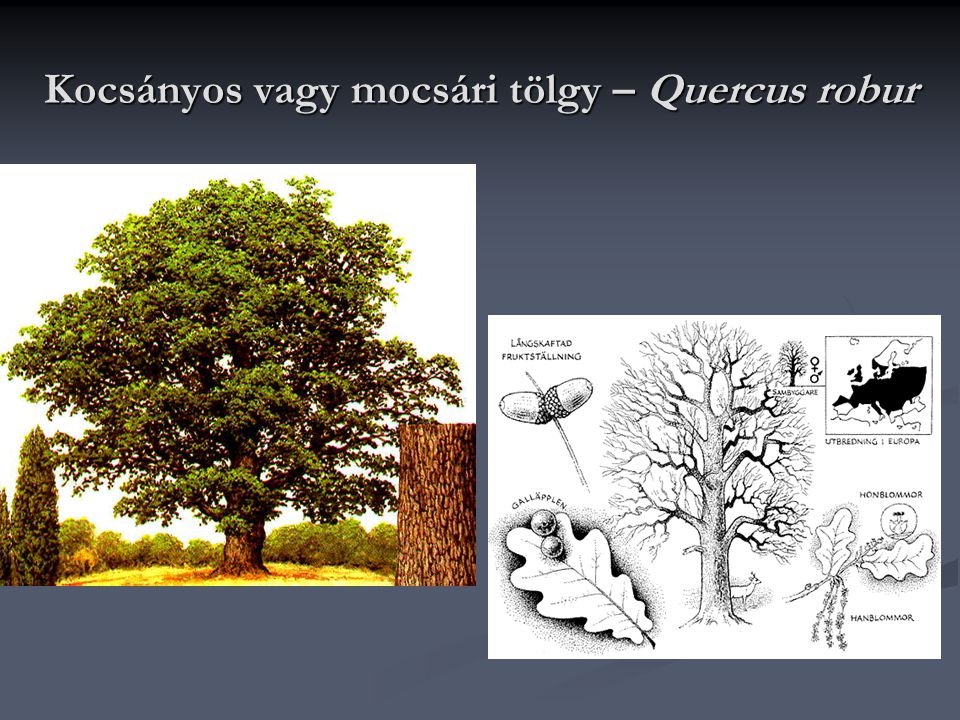 Kocsányos vagy mocsári tölgy – Quercus robur