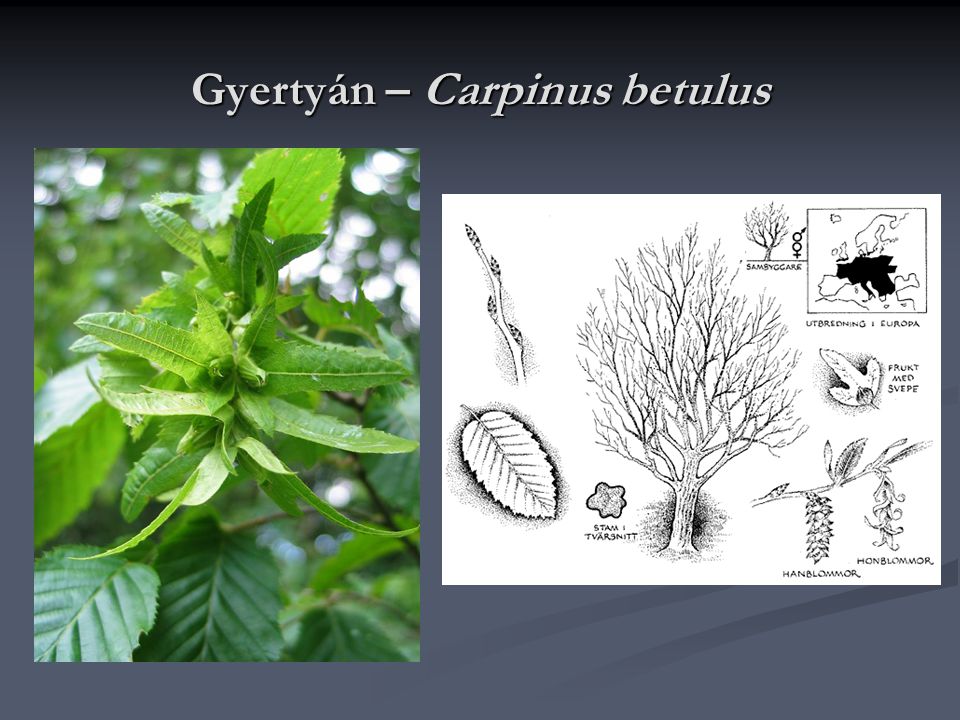Gyertyán – Carpinus betulus