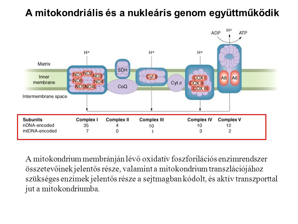 A mitokondriális és a nukleáris genom együttműködik