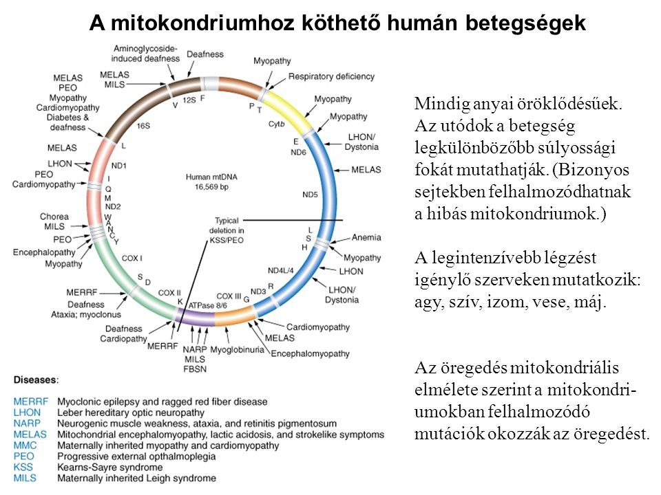 A mitokondriumhoz köthető humán betegségek