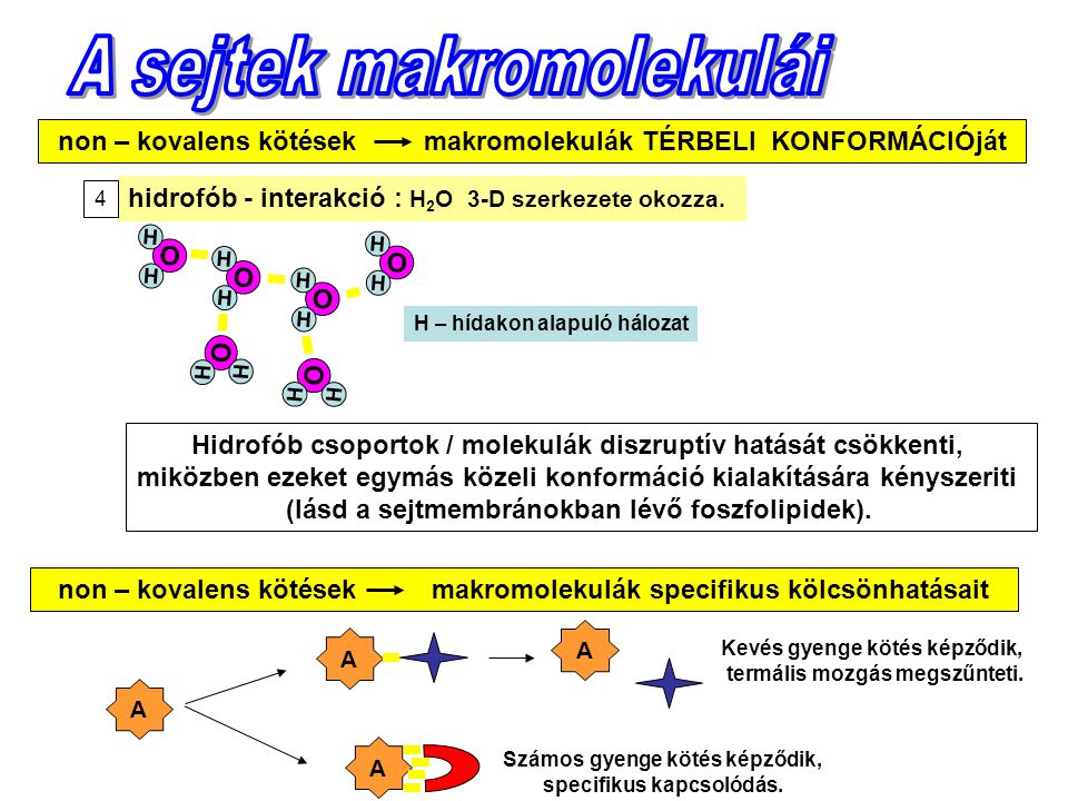 A sejtek makromolekulái