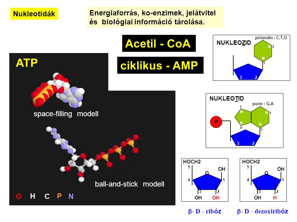Acetil - CoA ATP ciklikus - AMP Nukleotidák