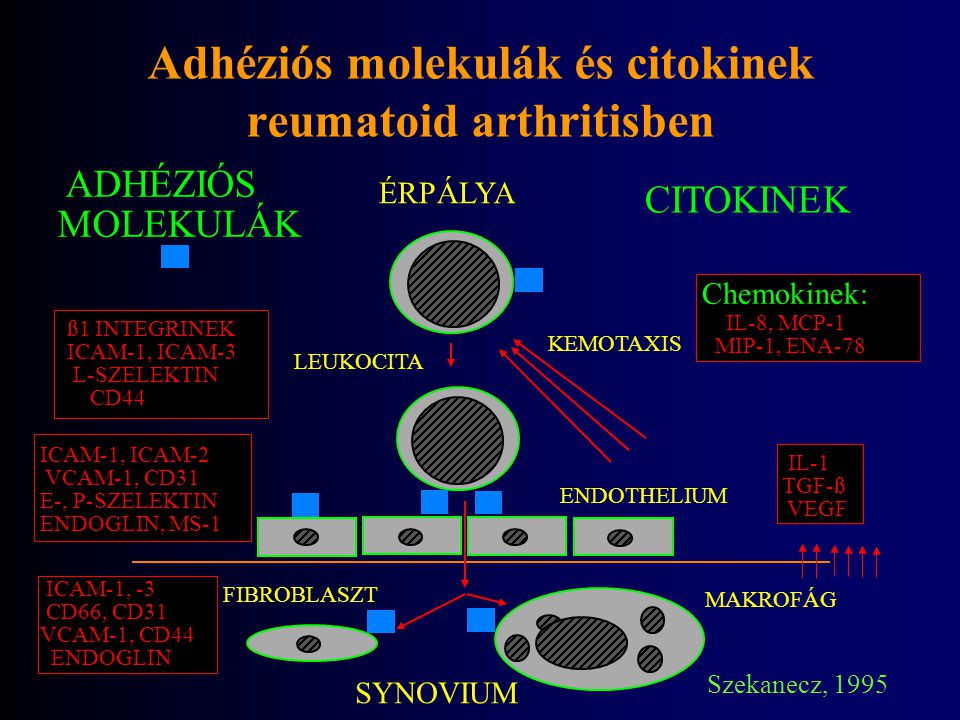 Adhéziós molekulák és citokinek reumatoid arthritisben