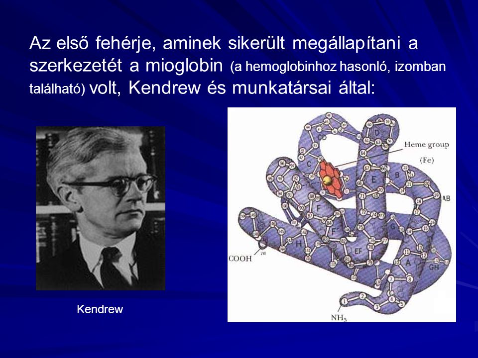Az első fehérje, aminek sikerült megállapítani a szerkezetét a mioglobin (a hemoglobinhoz hasonló, izomban található) volt, Kendrew és munkatársai által: