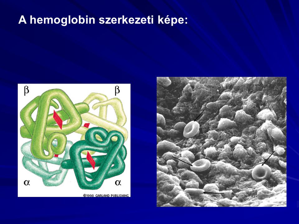 A hemoglobin szerkezeti képe: