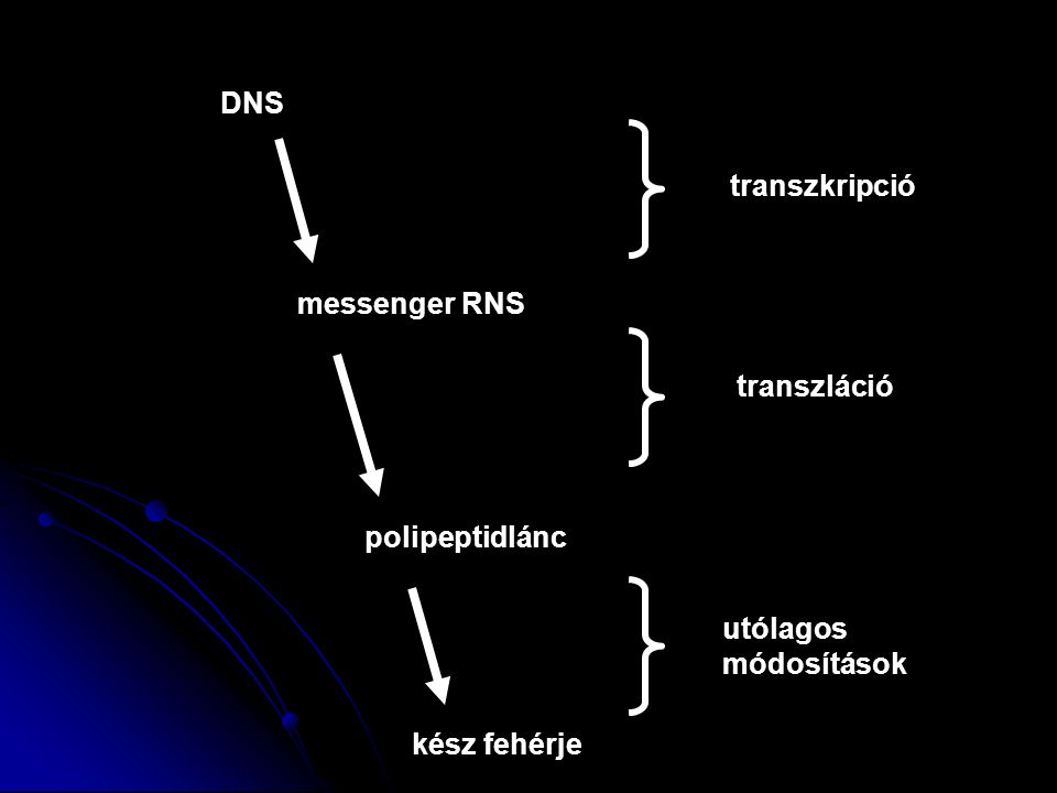 DNS transzkripció messenger RNS transzláció polipeptidlánc utólagos módosítások kész fehérje