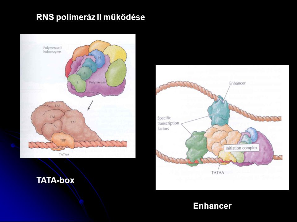 RNS polimeráz II működése