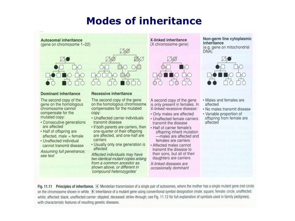 Modes of inheritance