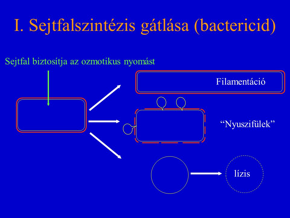 I. Sejtfalszintézis gátlása (bactericid)