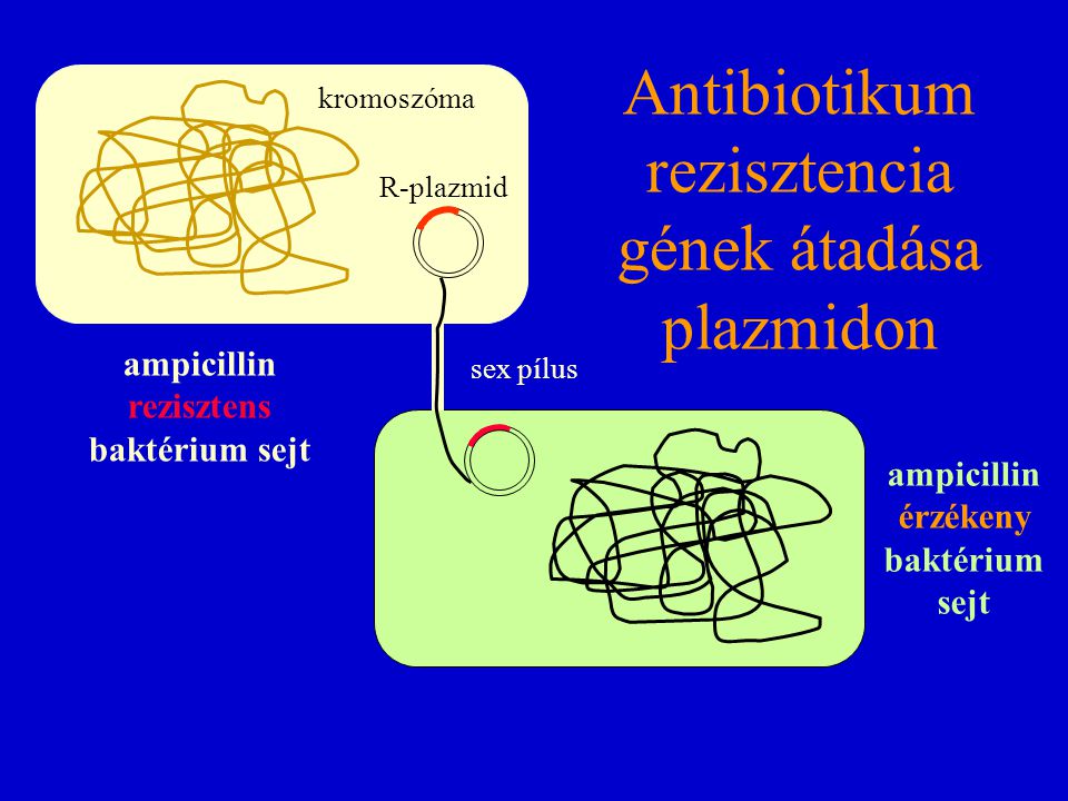 Antibiotikum rezisztencia gének átadása plazmidon