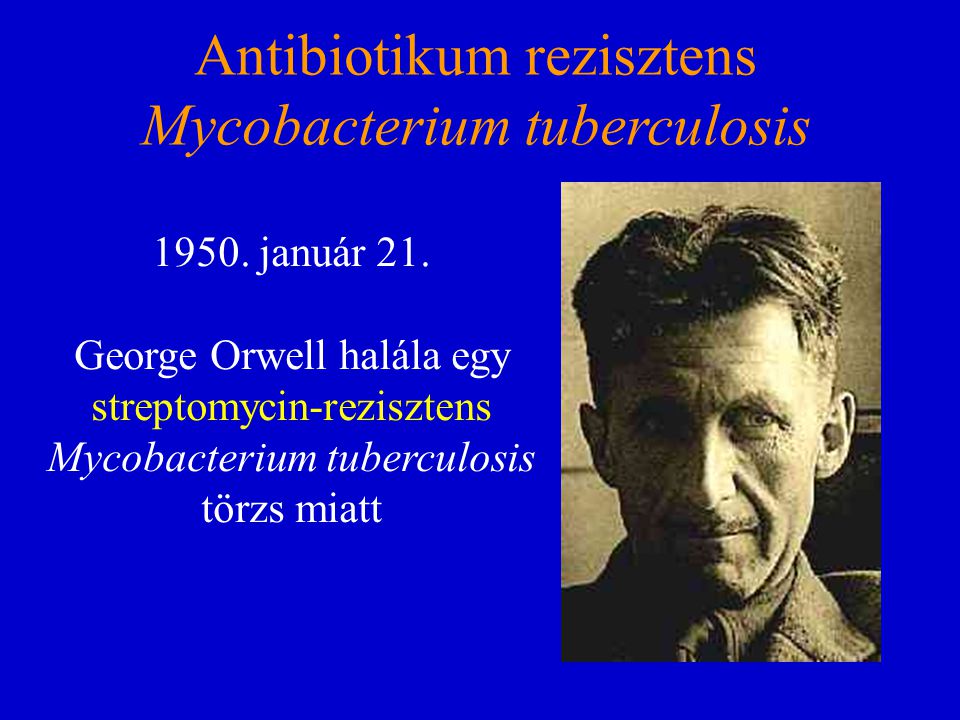 Antibiotikum rezisztens Mycobacterium tuberculosis