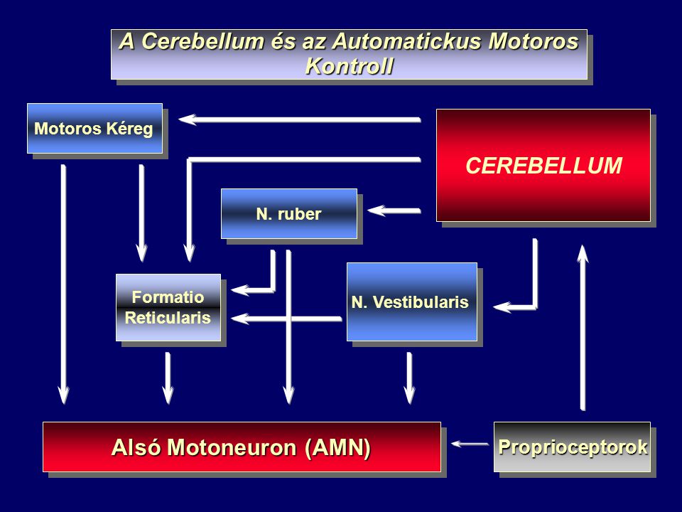 A Cerebellum és az Automatickus Motoros Kontroll