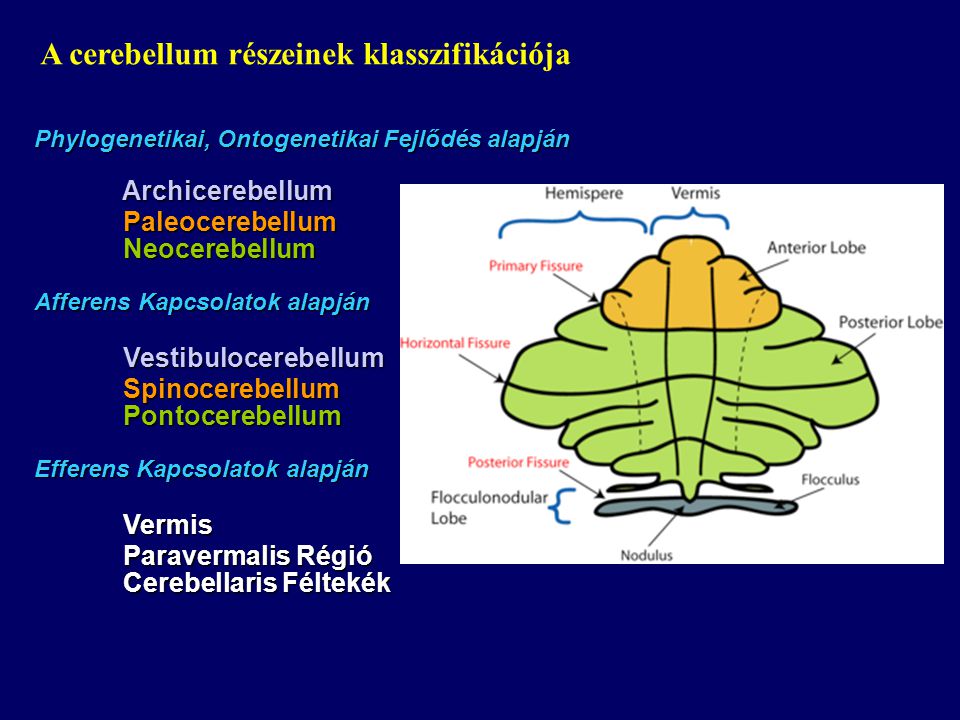 A cerebellum részeinek klasszifikációja