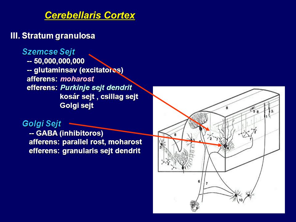 Cerebellaris Cortex III. Stratum granulosa Szemcse Sejt Golgi Sejt