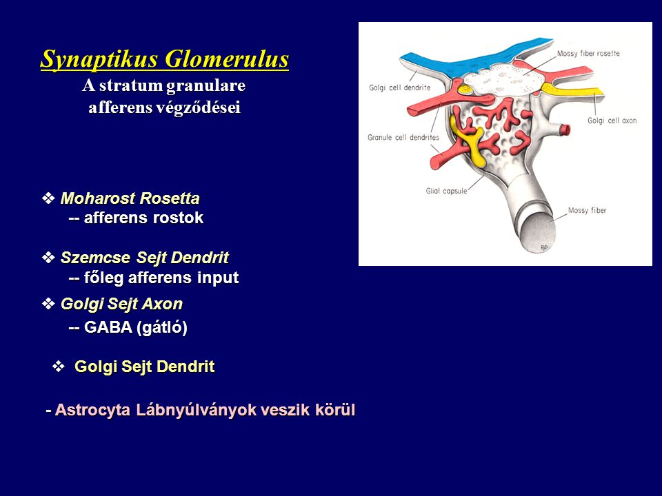 Synaptikus Glomerulus