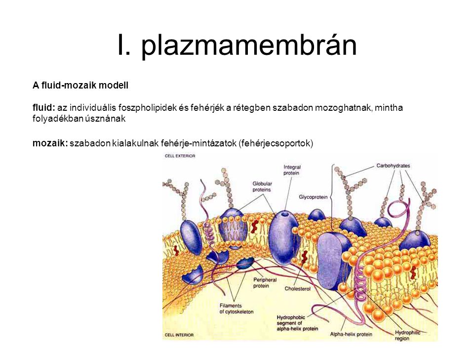 I. plazmamembrán A fluid-mozaik modell