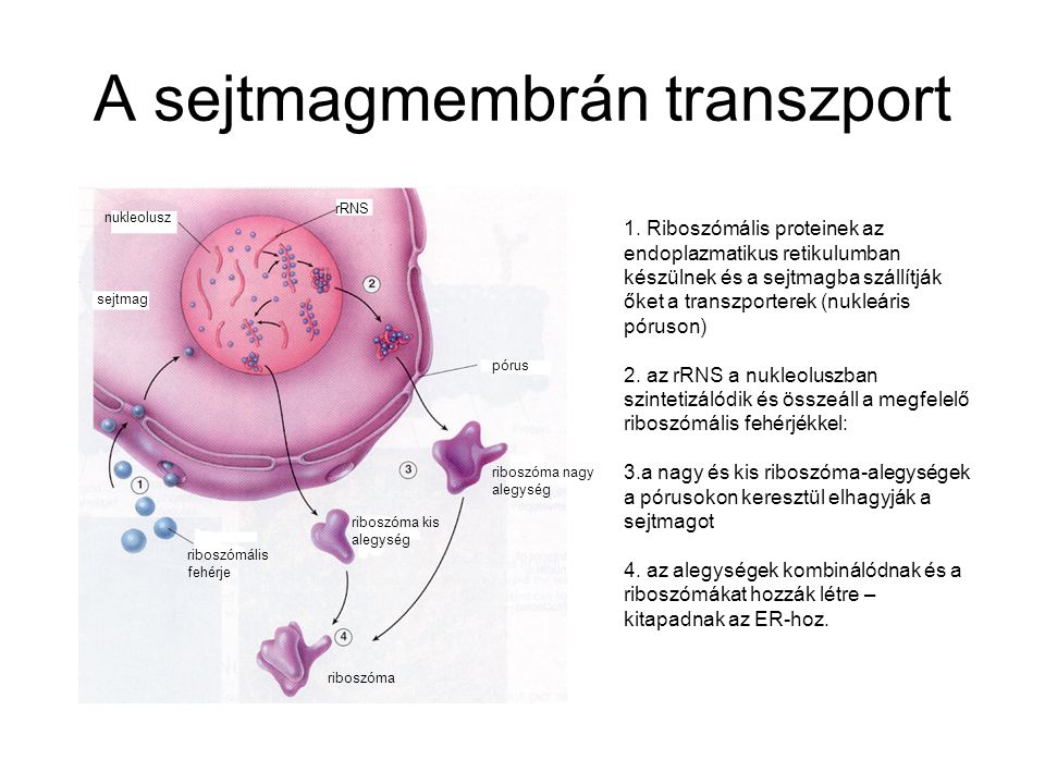 A sejtmagmembrán transzport