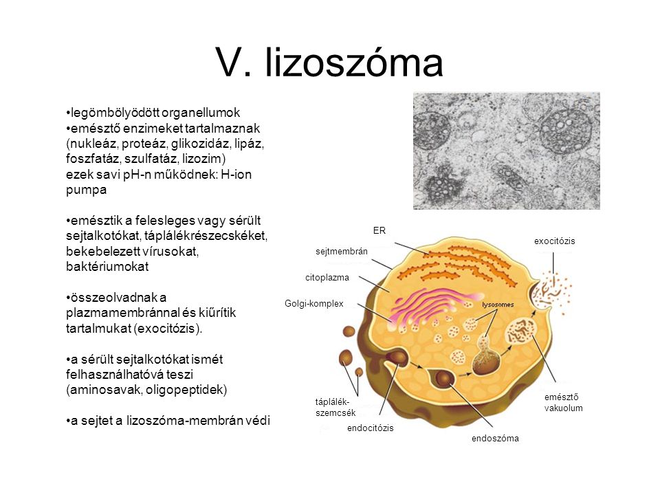 V. lizoszóma legömbölyödött organellumok
