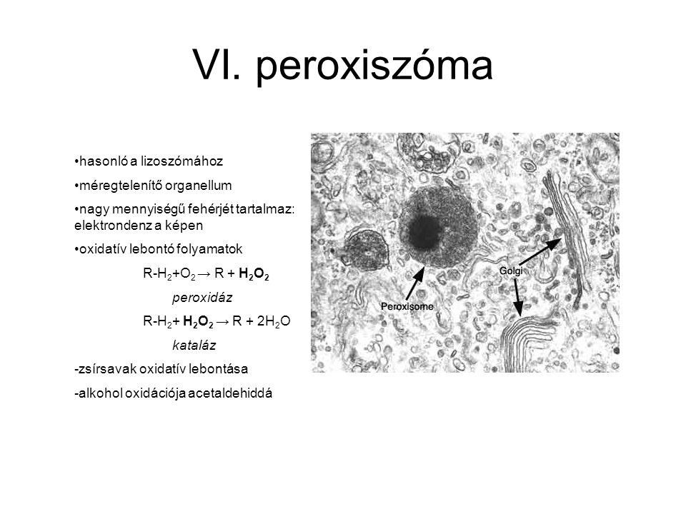 VI. peroxiszóma hasonló a lizoszómához méregtelenítő organellum