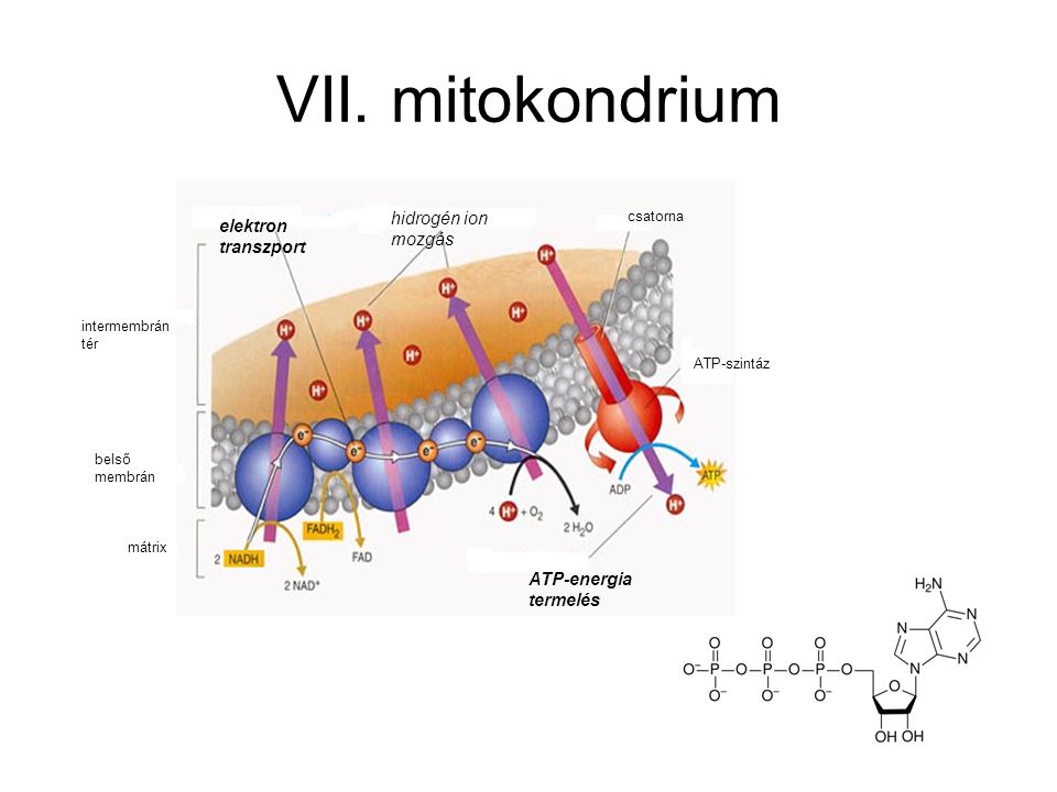 VII. mitokondrium hidrogén ion mozgás elektron transzport