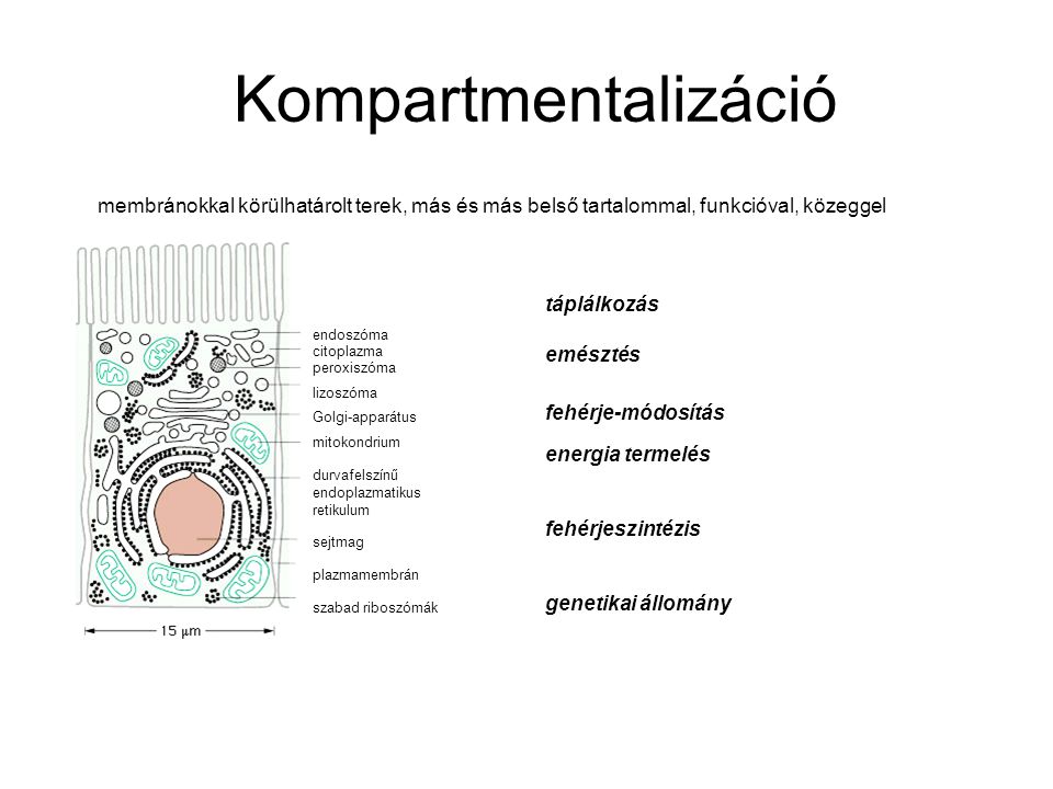Kompartmentalizáció membránokkal körülhatárolt terek, más és más belső tartalommal, funkcióval, közeggel.