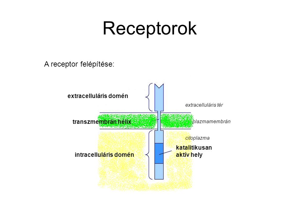 Receptorok A receptor felépítése: extracelluláris domén