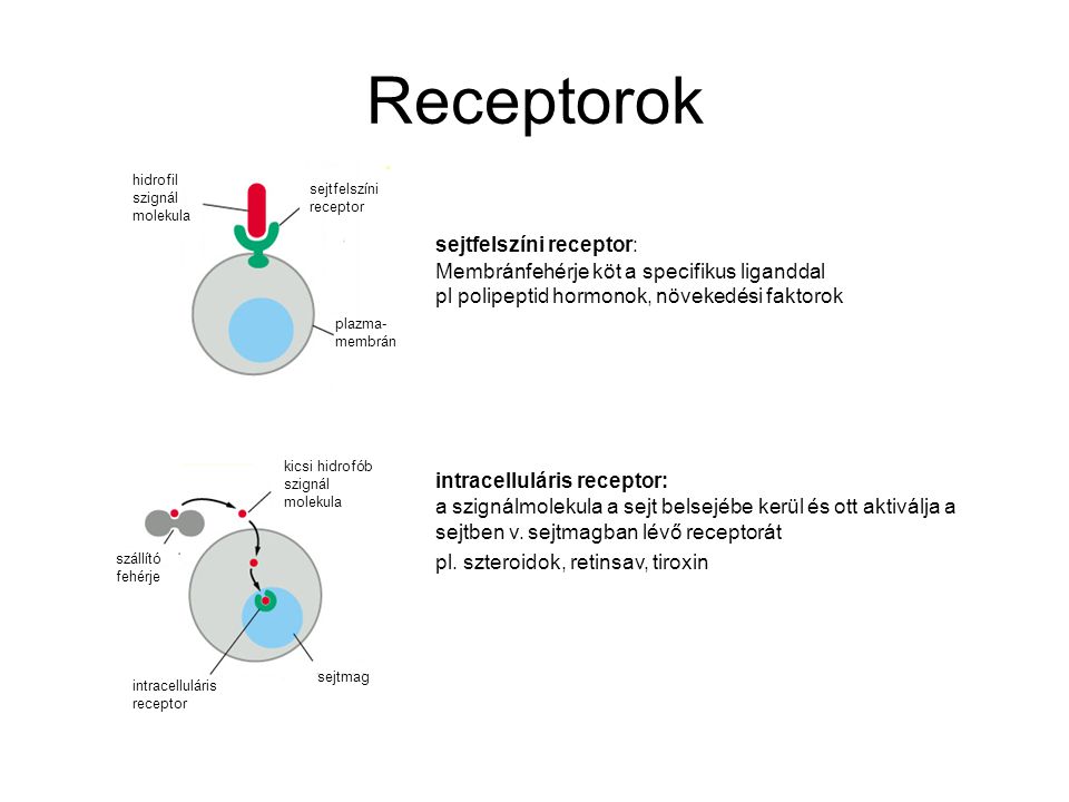 Receptorok sejtfelszíni receptor: