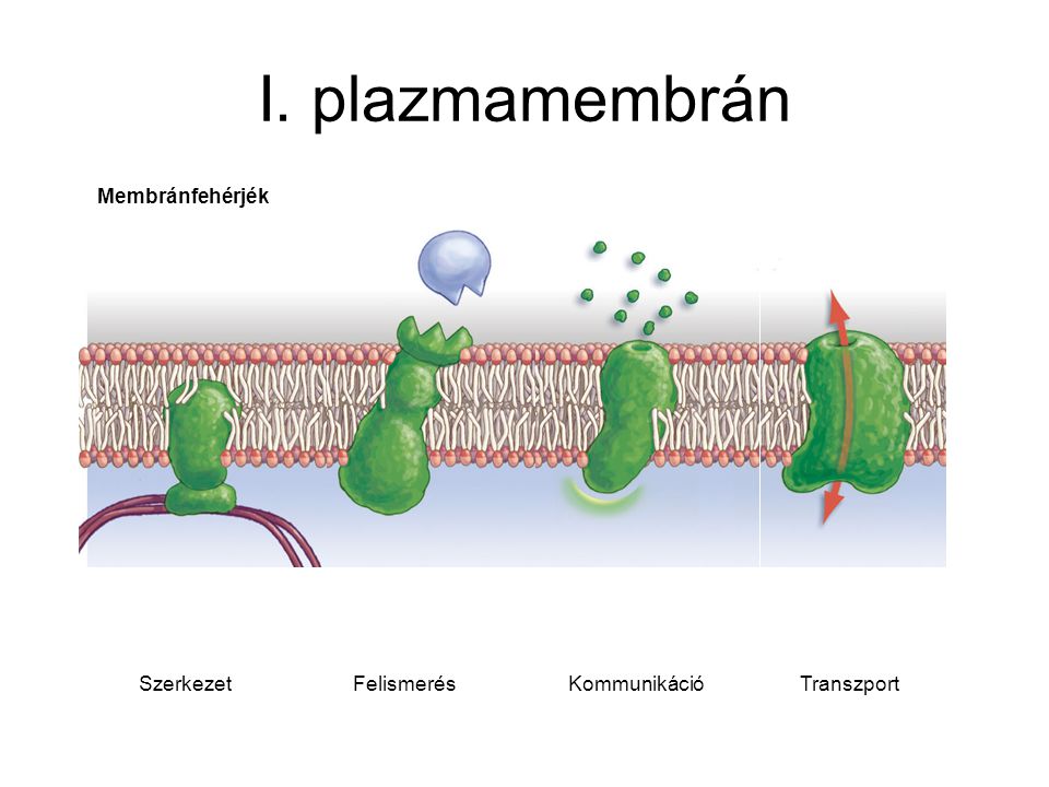 I. plazmamembrán Membránfehérjék Szerkezet Felismerés Kommunikáció