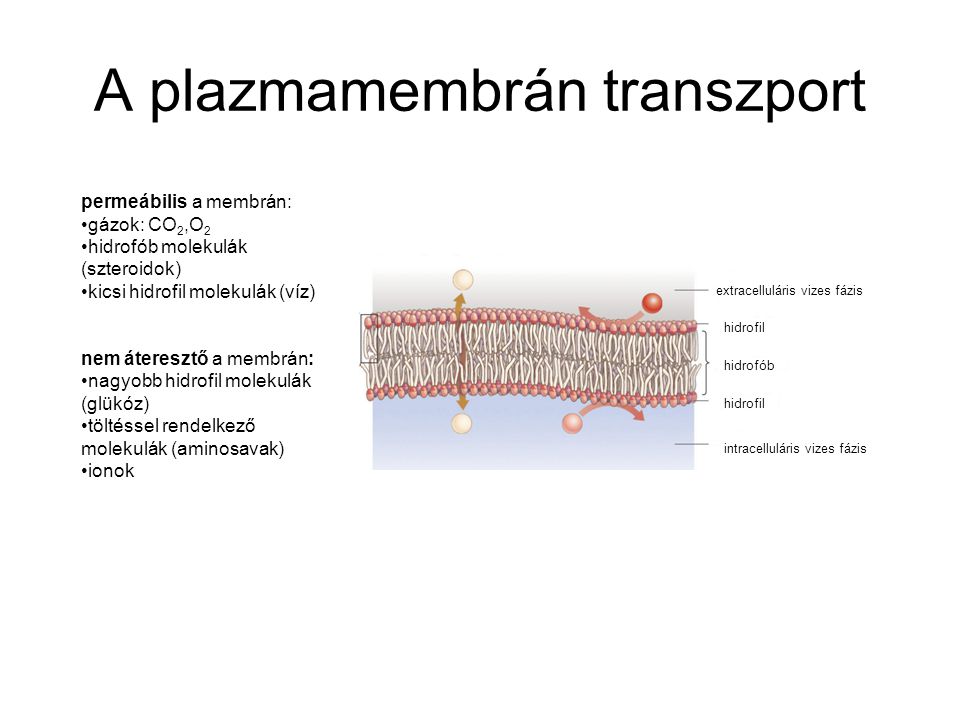 A plazmamembrán transzport