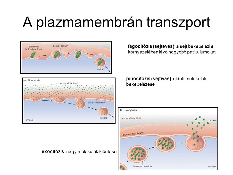A plazmamembrán transzport