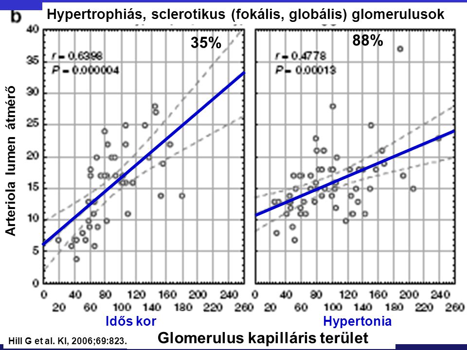 Glomerulus kapilláris terület