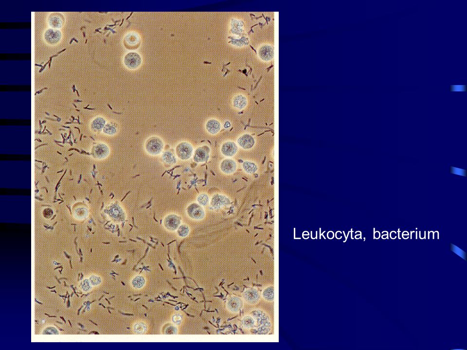 Leukocyta, bacterium