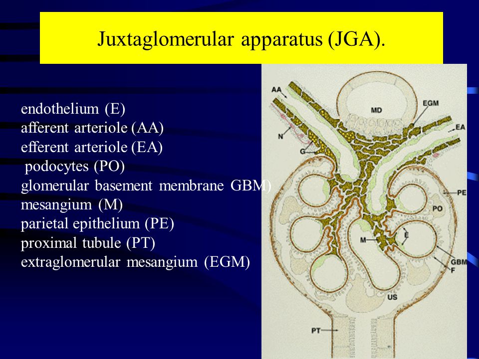 Juxtaglomerular apparatus (JGA).