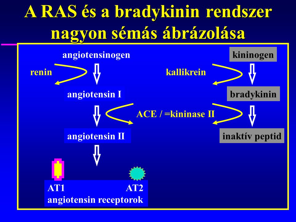 A RAS és a bradykinin rendszer nagyon sémás ábrázolása